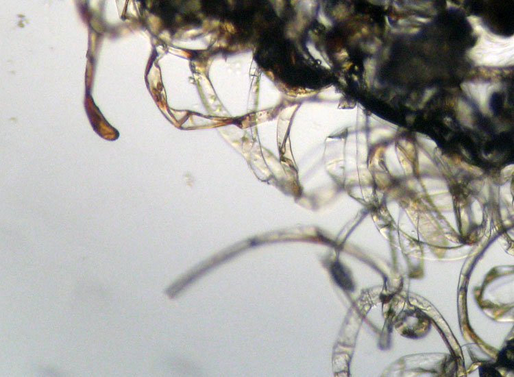 Patologia vegetale, fungo, myxo...?
